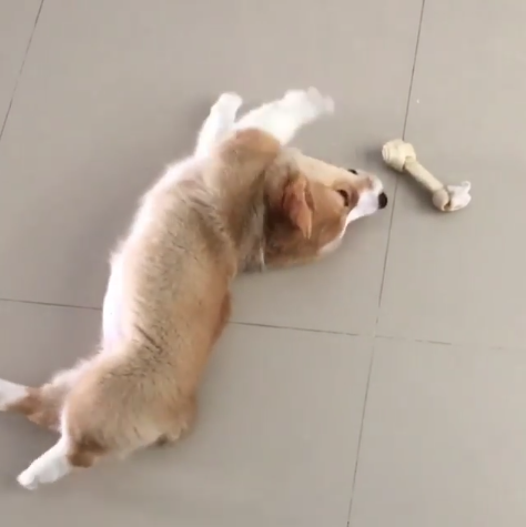 動物,犬,猫,しつけ,飼い方,育て方,病気,健康