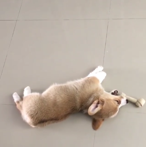 動物,犬,猫,しつけ,飼い方,育て方,病気,健康