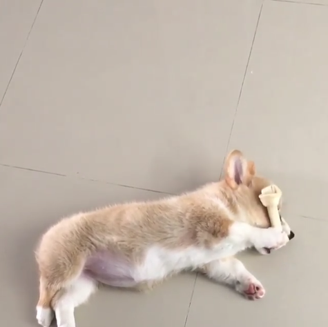動物,犬,猫,しつけ,飼い方,育て方,病気,健康
