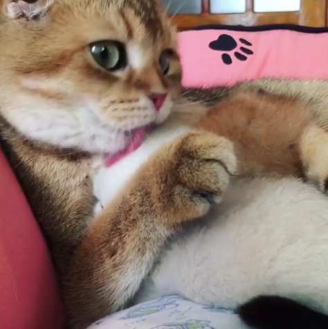 動物,犬,猫,しつけ,飼い方,育て方,病気,健康