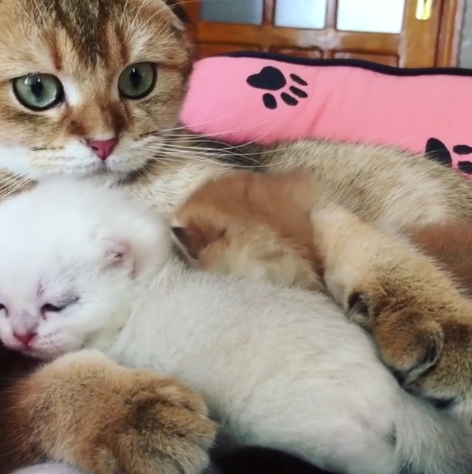 動物,犬,猫,しつけ,飼い方,育て方,病気,健康