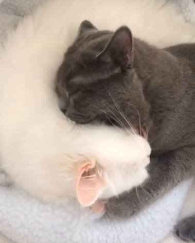 動物,犬,猫,しつけ,飼い方,育て方,病気,健康