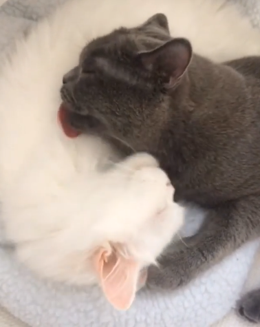 動物,犬,猫,しつけ,飼い方,育て方,病気,健康