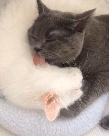動物,犬,猫,しつけ,飼い方,育て方,病気,健康