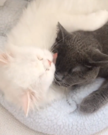 動物,犬,猫,しつけ,飼い方,育て方,病気,健康