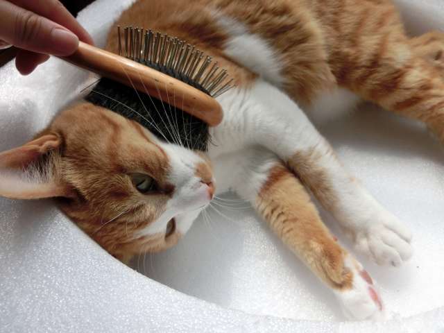 動物,犬,猫,しつけ,飼い方,育て方,病気,健康