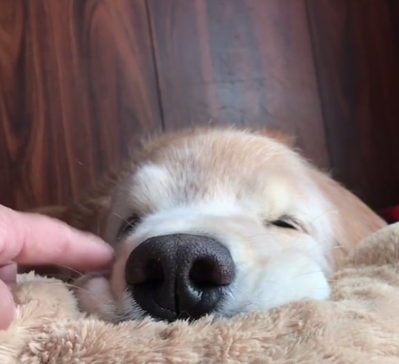動物,犬,猫,しつけ,飼い方,育て方,病気,健康