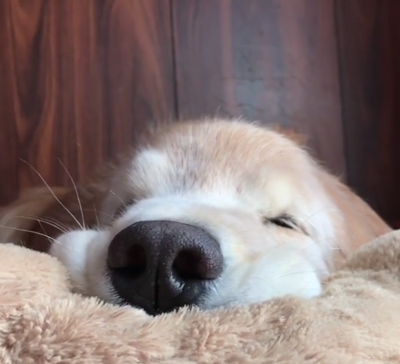 動物,犬,猫,しつけ,飼い方,育て方,病気,健康