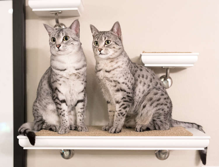 動物,犬,猫,しつけ,飼い方,育て方,病気,健康