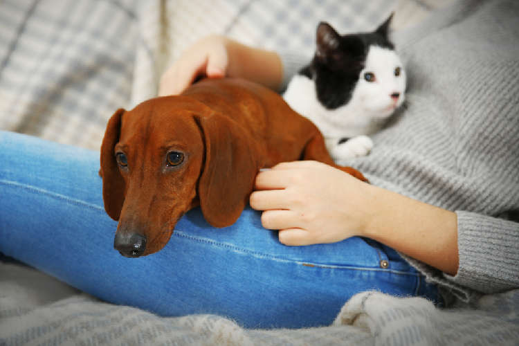 動物,犬,猫,しつけ,飼い方,育て方,病気,健康