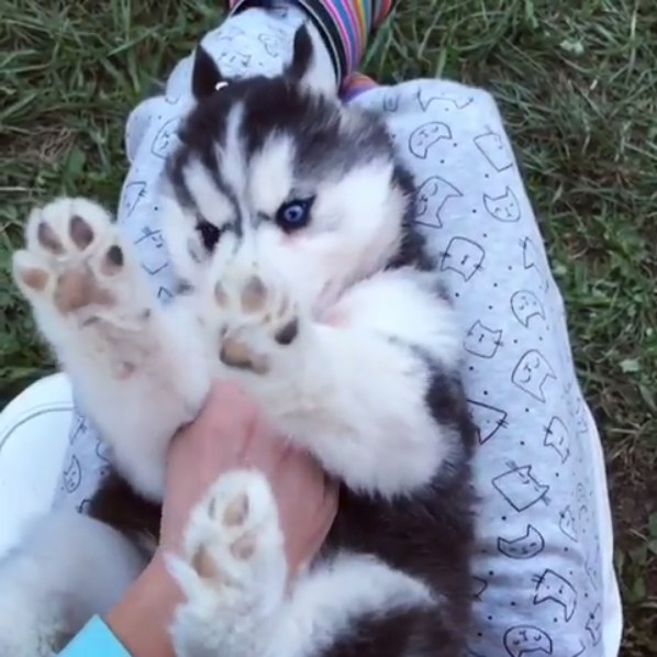 動物,犬,猫,しつけ,飼い方,育て方,病気,健康