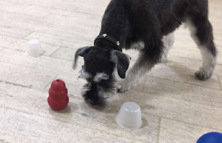 動物,犬,猫,しつけ,飼い方,育て方,病気,健康