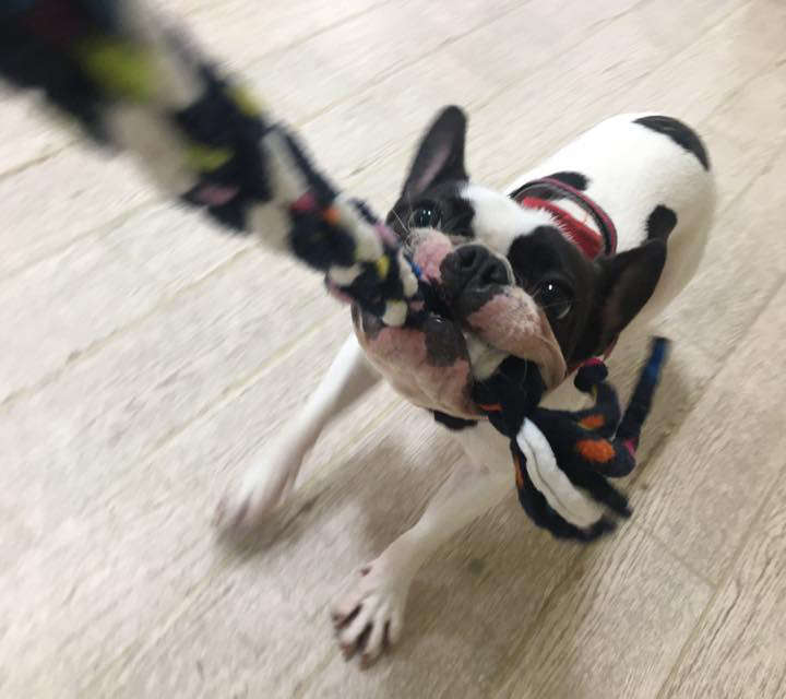 動物,犬,猫,しつけ,飼い方,育て方,病気,健康