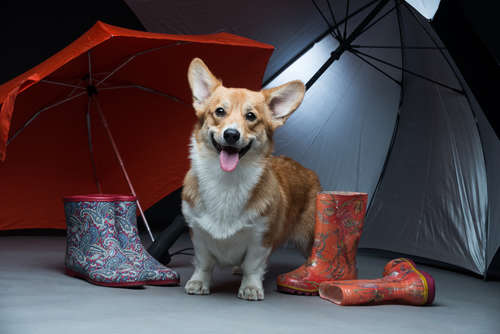 ジメジメした季節も楽しくのりきる! 梅雨時期の犬のストレス発散法
