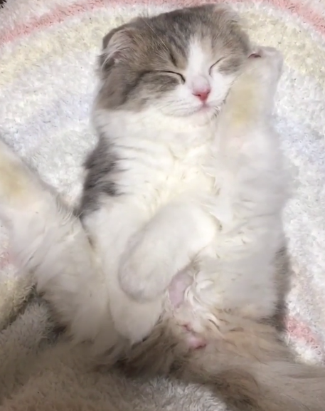 動物,犬,猫,しつけ,飼い方,育て方,病気,健康