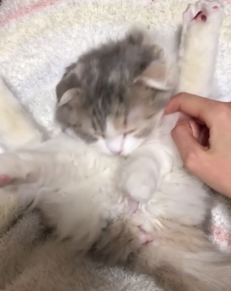 動物,犬,猫,しつけ,飼い方,育て方,病気,健康