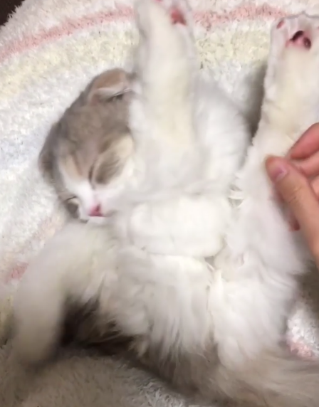 動物,犬,猫,しつけ,飼い方,育て方,病気,健康