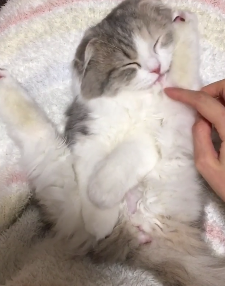 動物,犬,猫,しつけ,飼い方,育て方,病気,健康