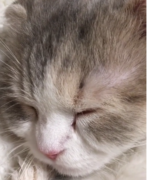 動物,犬,猫,しつけ,飼い方,育て方,病気,健康