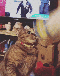 動物,犬,猫,しつけ,飼い方,育て方,病気,健康