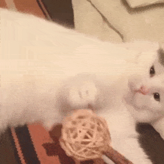 動物,犬,猫,しつけ,飼い方,育て方,病気,健康