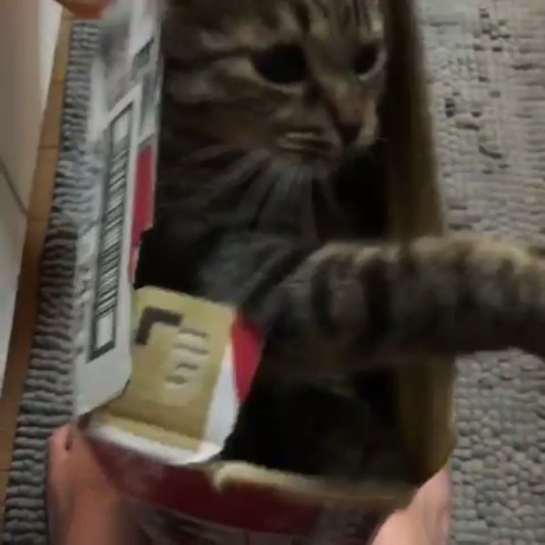 動物,犬,猫,しつけ,飼い方,育て方,病気,健康