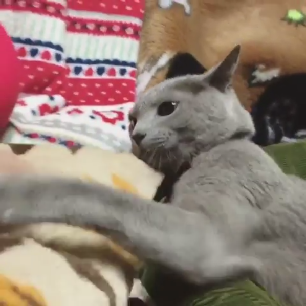 動物,犬,猫,しつけ,飼い方,育て方,病気,健康