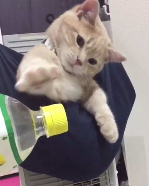 動物,犬,猫,しつけ,飼い方,育て方,病気,健康