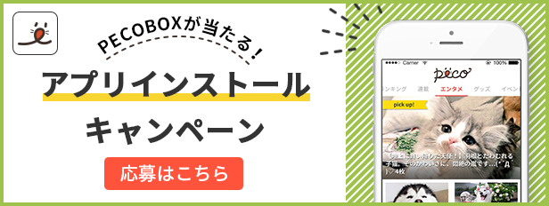 動物,犬,猫,しつけ,飼い方,育て方,病気,健康