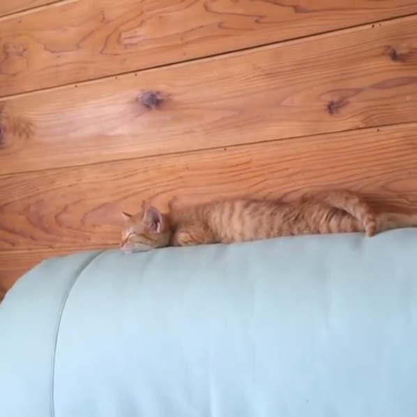 動物,犬,猫,しつけ,飼い方,育て方,病気,健康