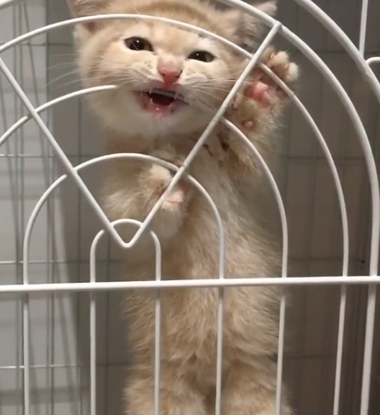 動物,犬,猫,しつけ,飼い方,育て方,病気,健康