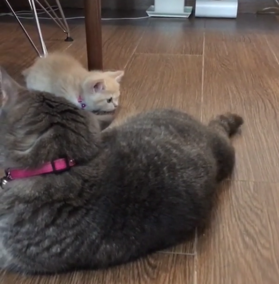 動物,犬,猫,しつけ,飼い方,育て方,病気,健康