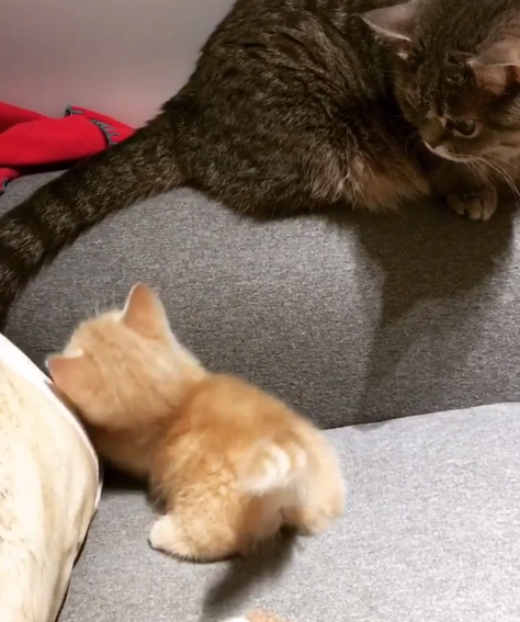 動物,犬,猫,しつけ,飼い方,育て方,病気,健康