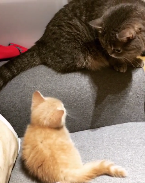 動物,犬,猫,しつけ,飼い方,育て方,病気,健康