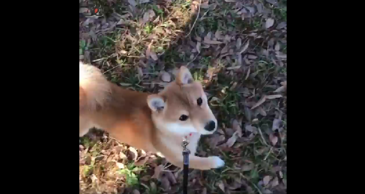 動物,犬,猫,しつけ,飼い方,育て方,病気,健康