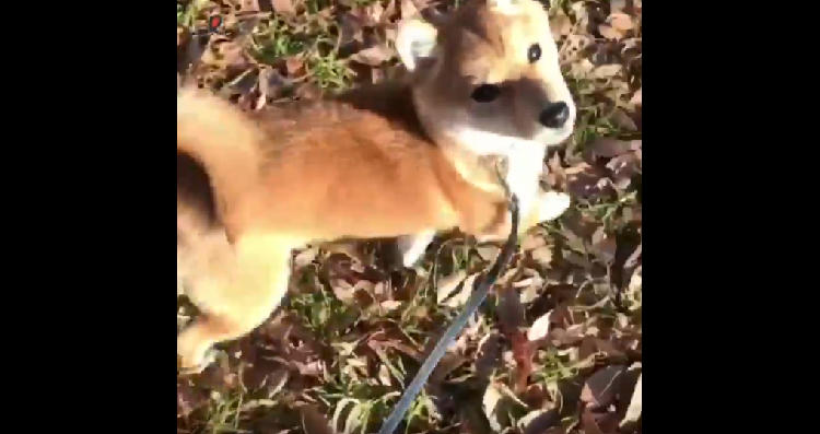 動物,犬,猫,しつけ,飼い方,育て方,病気,健康