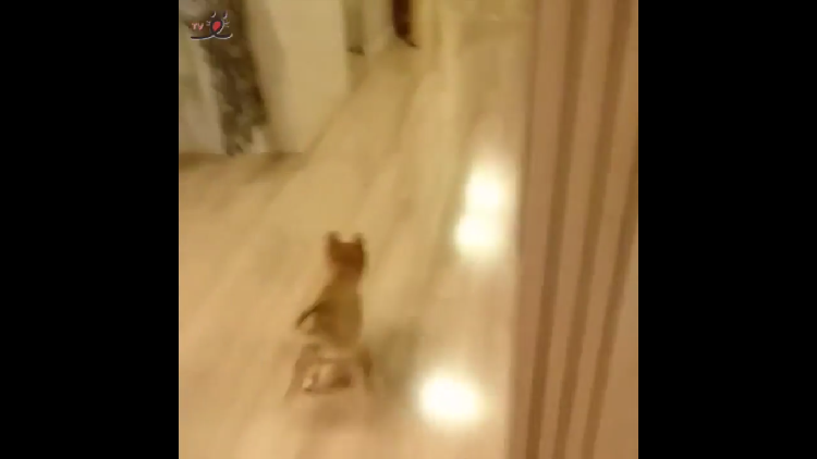 動物,犬,猫,しつけ,飼い方,育て方,病気,健康