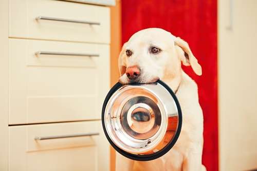 動物,犬,猫,しつけ,飼い方,育て方,病気,健康