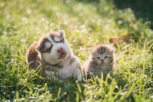 動物,犬,猫,しつけ,飼い方,育て方,病気,健康