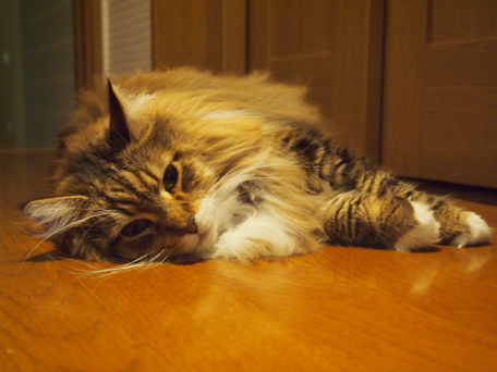 動物,犬,猫,しつけ,飼い方,育て方,病気,健康