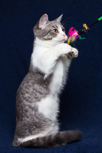 動物,犬,猫,しつけ,飼い方,育て方,病気,健康
