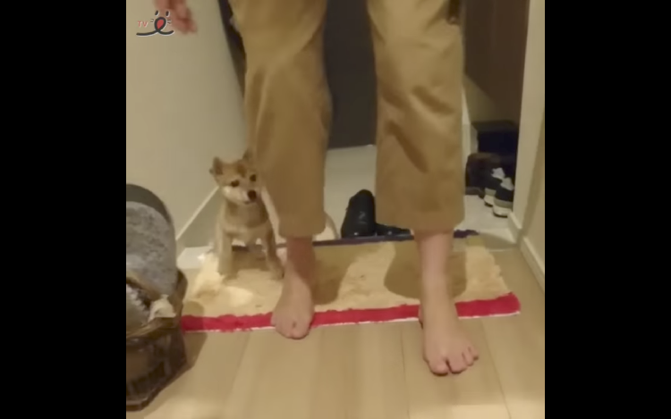 動物,犬,猫,しつけ,飼い方,育て方,病気,健康