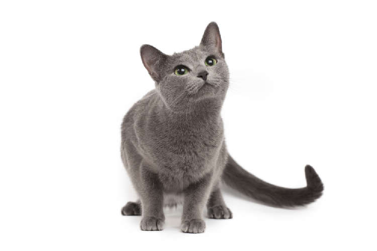 動物,犬,猫,しつけ,飼い方,育て方,病気,健康
