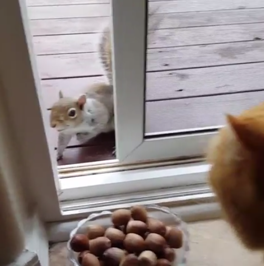 動物,犬,猫,しつけ,飼い方,育て方,病気,健康