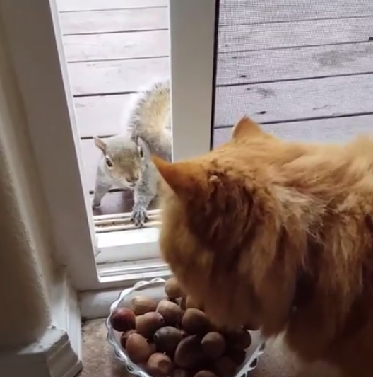 動物,犬,猫,しつけ,飼い方,育て方,病気,健康