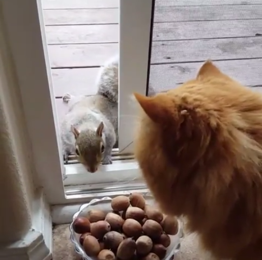 動物,犬,猫,しつけ,飼い方,育て方,病気,健康