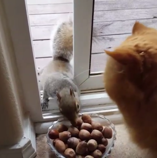 動物,犬,猫,しつけ,飼い方,育て方,病気,健康