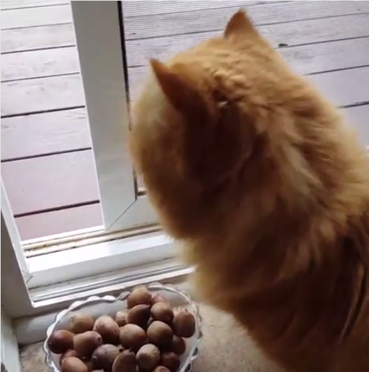 動物,犬,猫,しつけ,飼い方,育て方,病気,健康