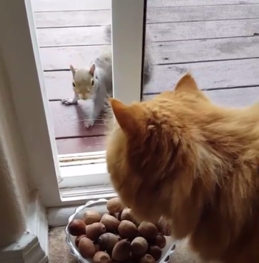 動物,犬,猫,しつけ,飼い方,育て方,病気,健康
