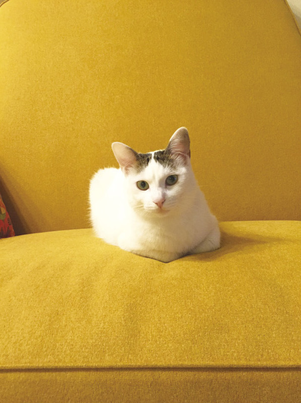 動物,犬,猫,しつけ,飼い方,育て方,病気,健康